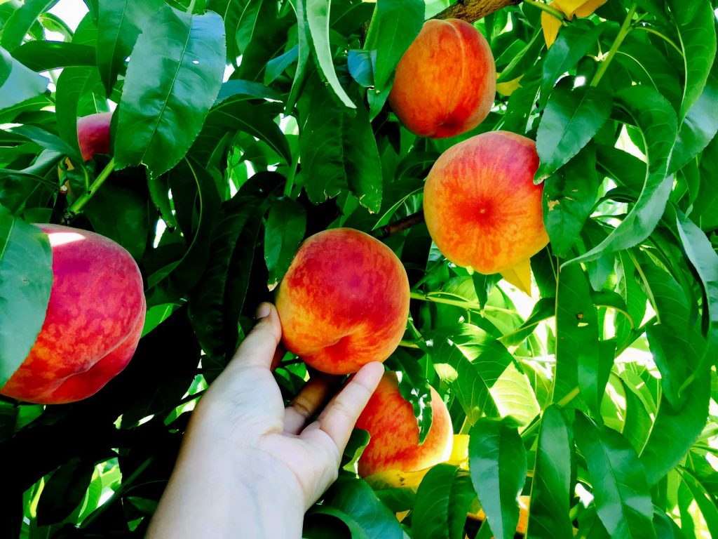 Wenatchee apple orchards