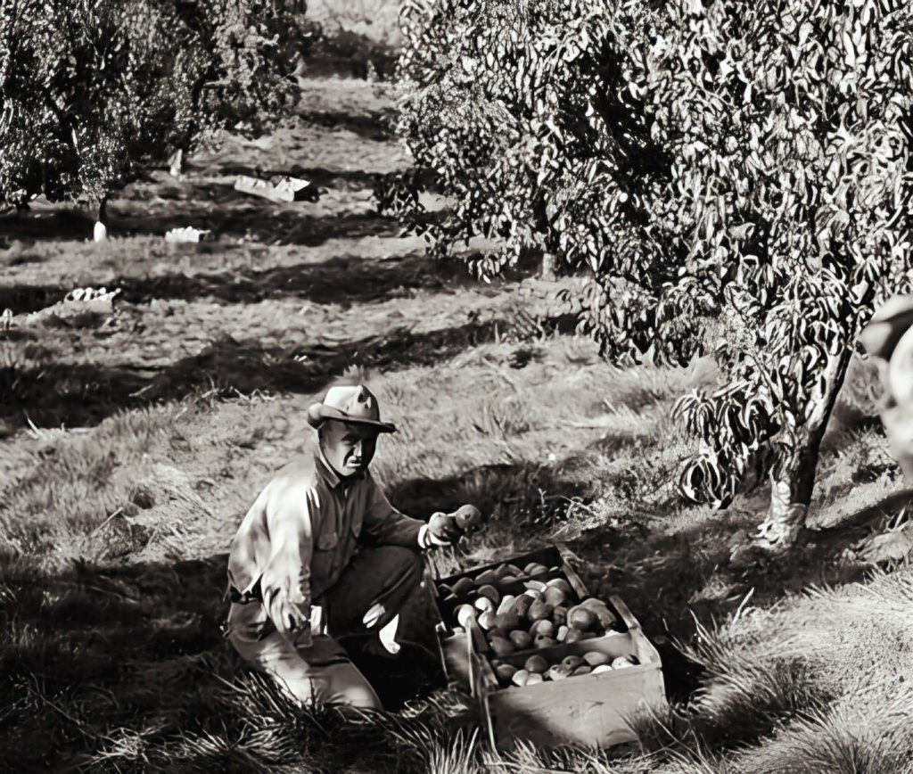 Wenatchee historic orchards
