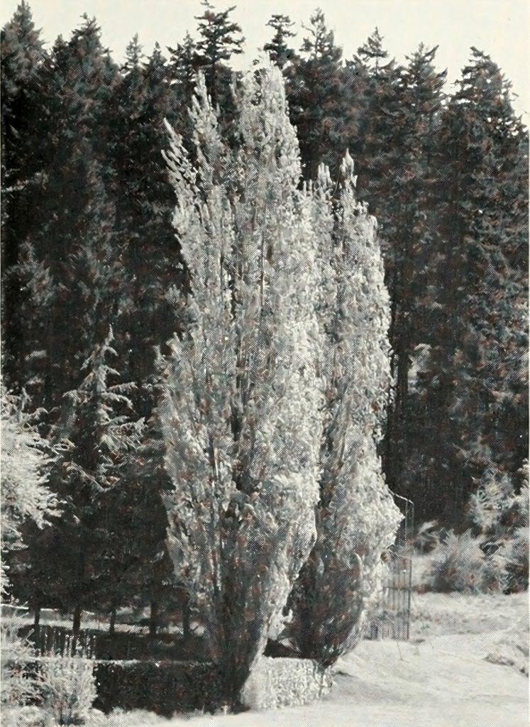 Wenatchee historic orchards