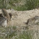 Badger Mountain Centennial Preserve prairie dog