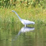 Chamna Natural Preserve