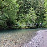 Six Day Trips Around the Tri-Cities Area Grove of the Partiarchs