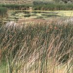 Tri-Cities Instagram Amon Basin Trail