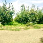 Bill’s Berry Farm Honey Crisp Apples