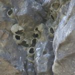 Swallow nests Soda Lake Columbia National Wildlife Refuge