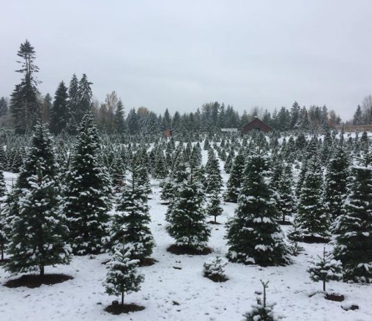 Christmas tree farms Olympia Thurston County