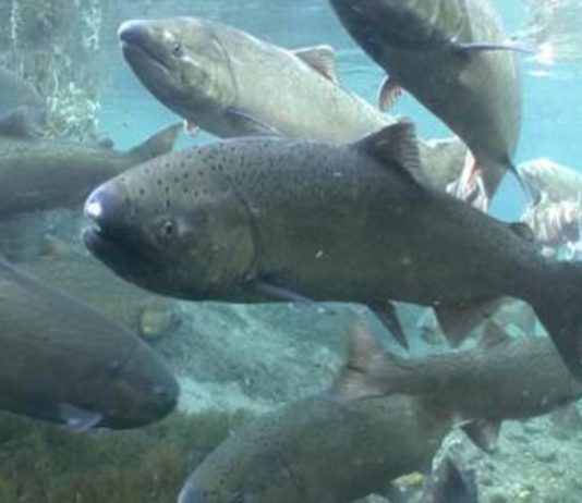 Olympia Salmon Runs