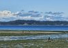 People on the shore at Tolmie State Beach during low tide, with an island in the distance and clouds in the sky