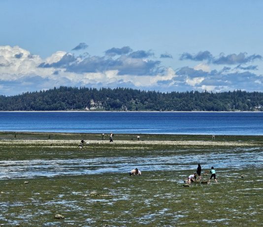 People on the shore at Tolmie State Beach during low tide, with an island in the distance and clouds in the sky